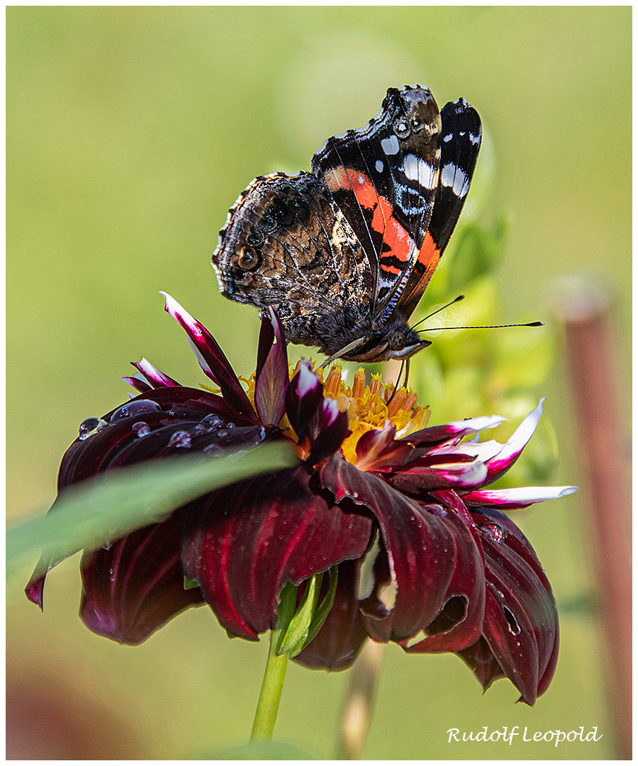 Admiral  auf herbstlicher Dahlienblüte