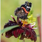 Admiral  auf herbstlicher Dahlienblüte