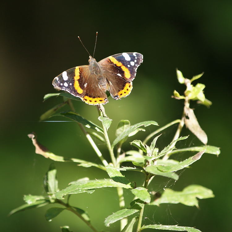 Admiral auf Lichtinsel im Wald