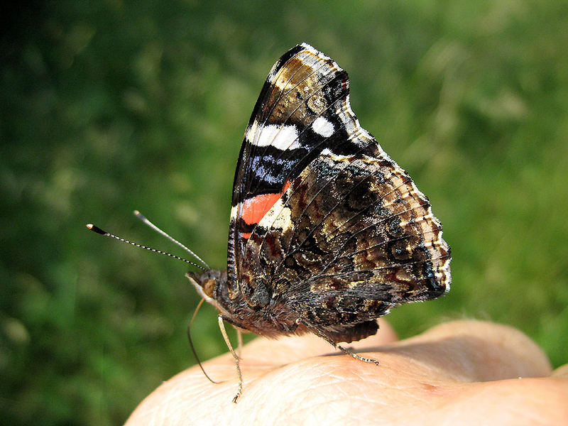 Admiral auf meiner Hand2