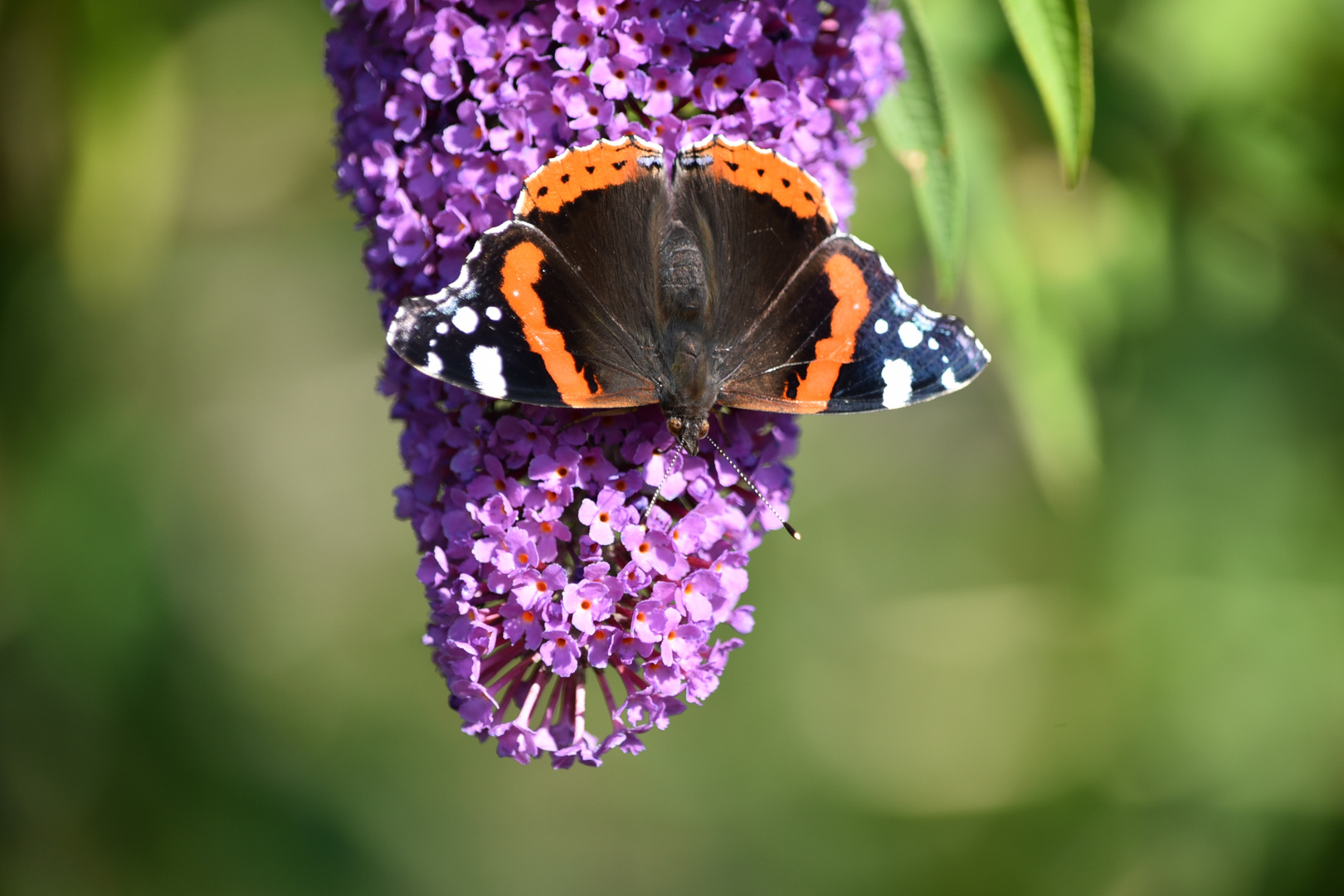 Admiral auf Schmetterlingsflieder/ Sommerflieder