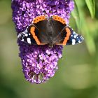 Admiral auf Schmetterlingsflieder/ Sommerflieder