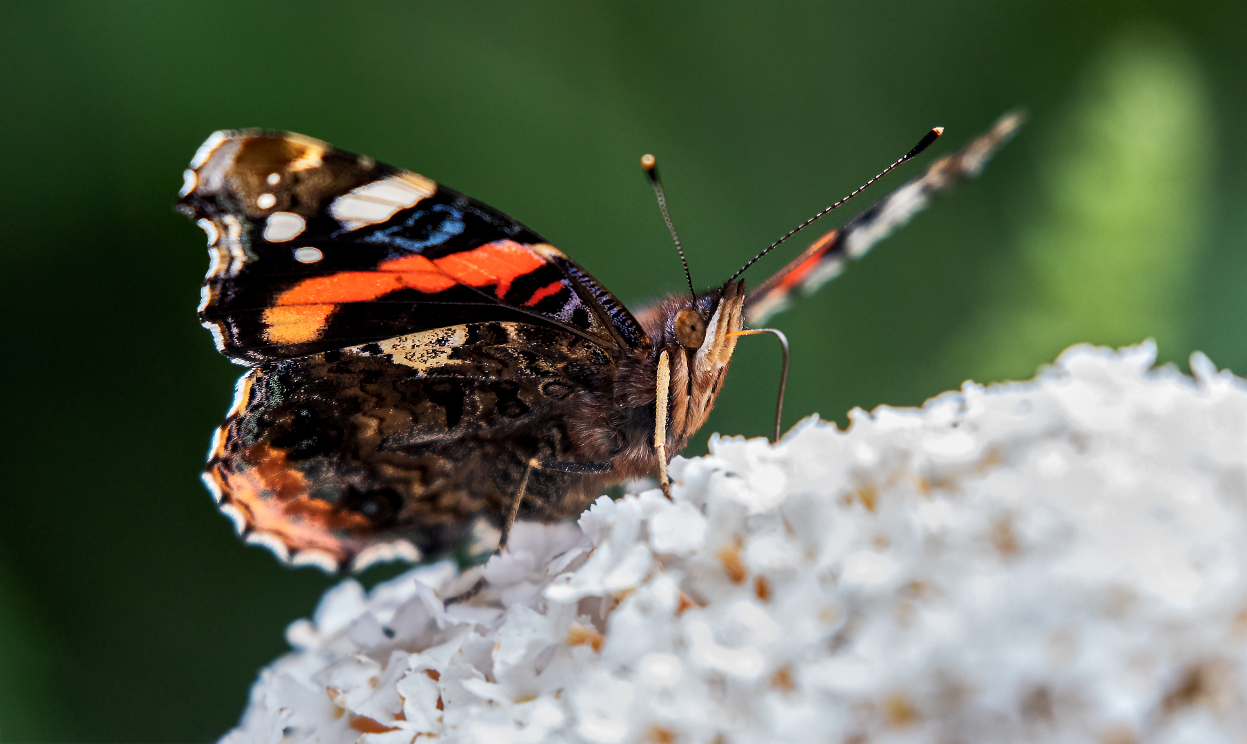 Admiral auf Sommerflieder 00