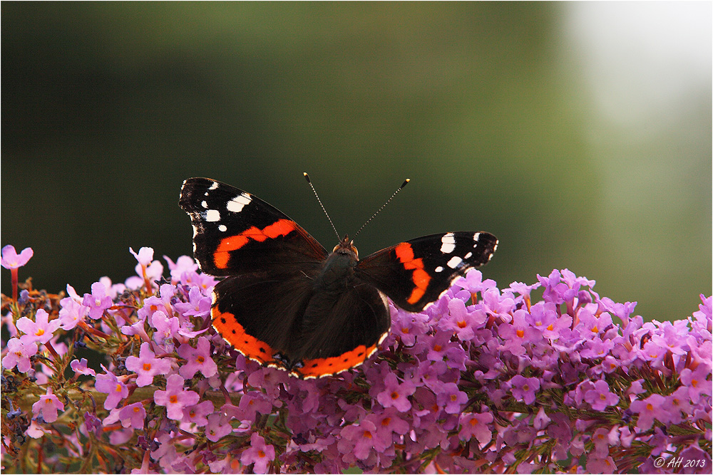 Admiral auf Sommerflieder