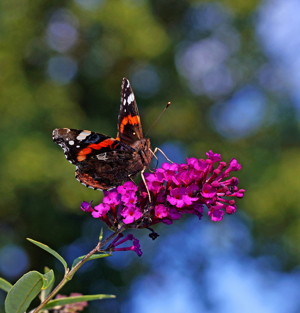 Admiral auf Sommerflieder.