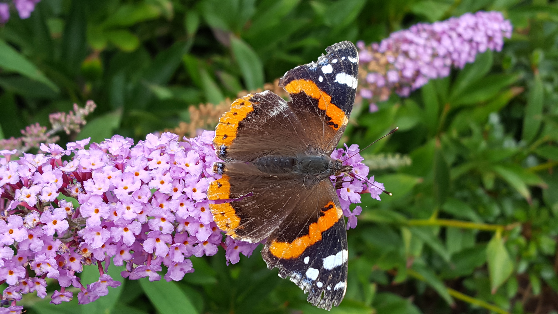 Admiral auf Sommerflieder