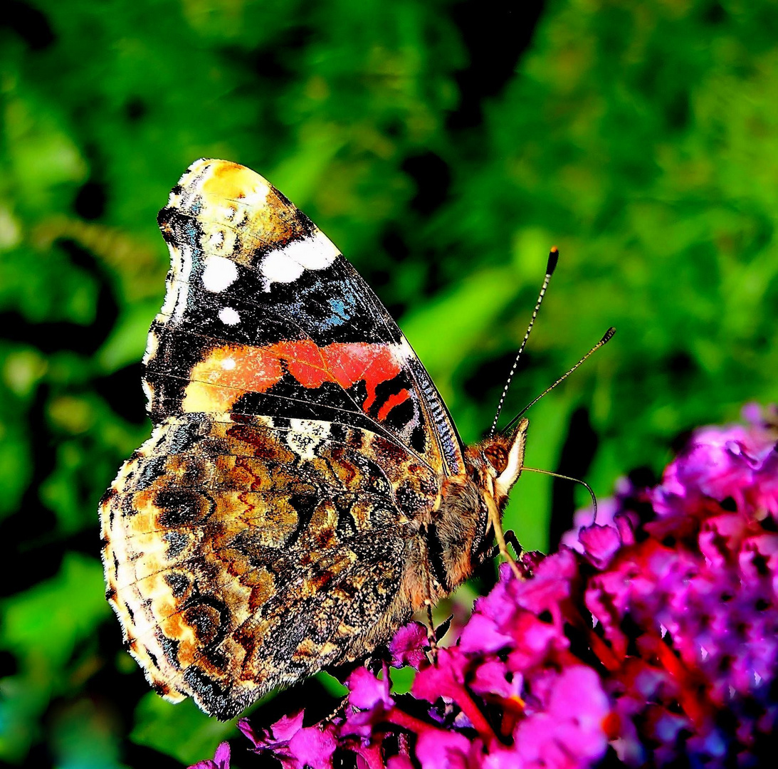 Admiral auf  Sommerflieder.....