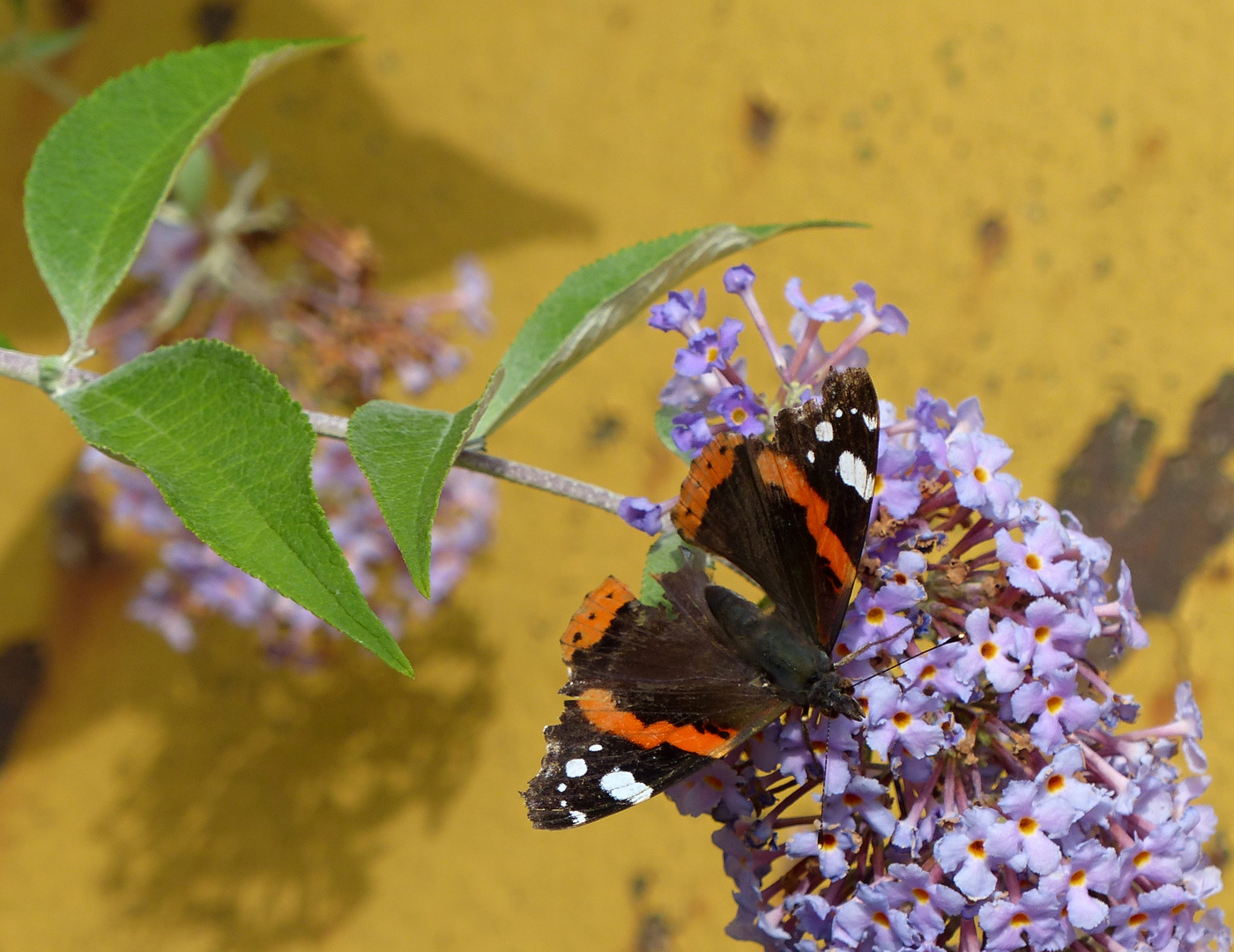 Admiral auf Sommerflieder