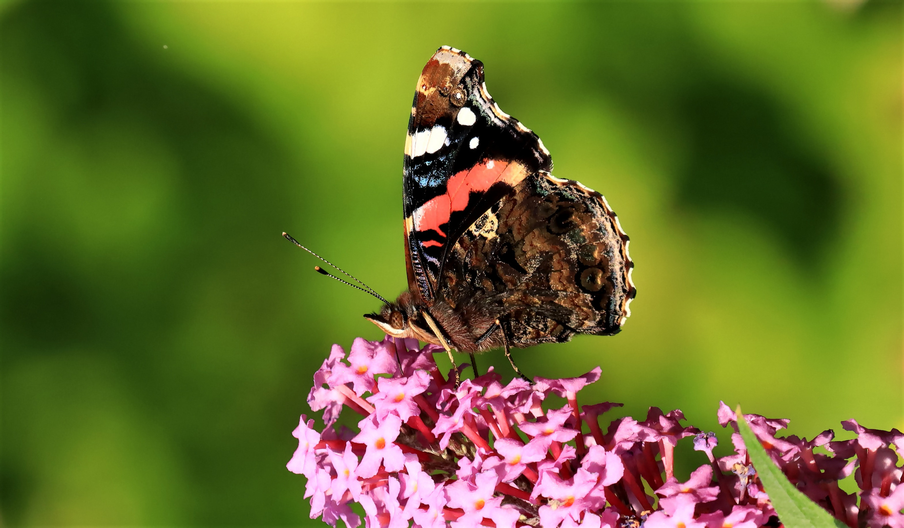 Admiral auf Sommerflieder