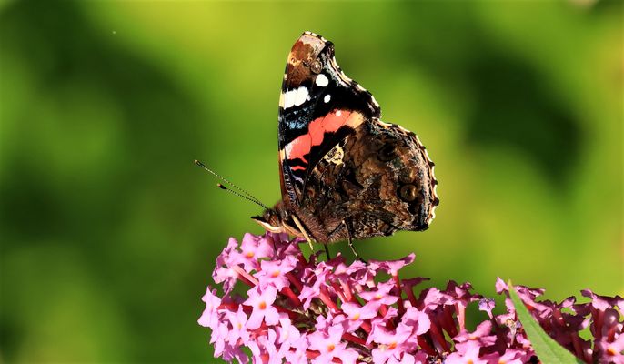 Admiral auf Sommerflieder