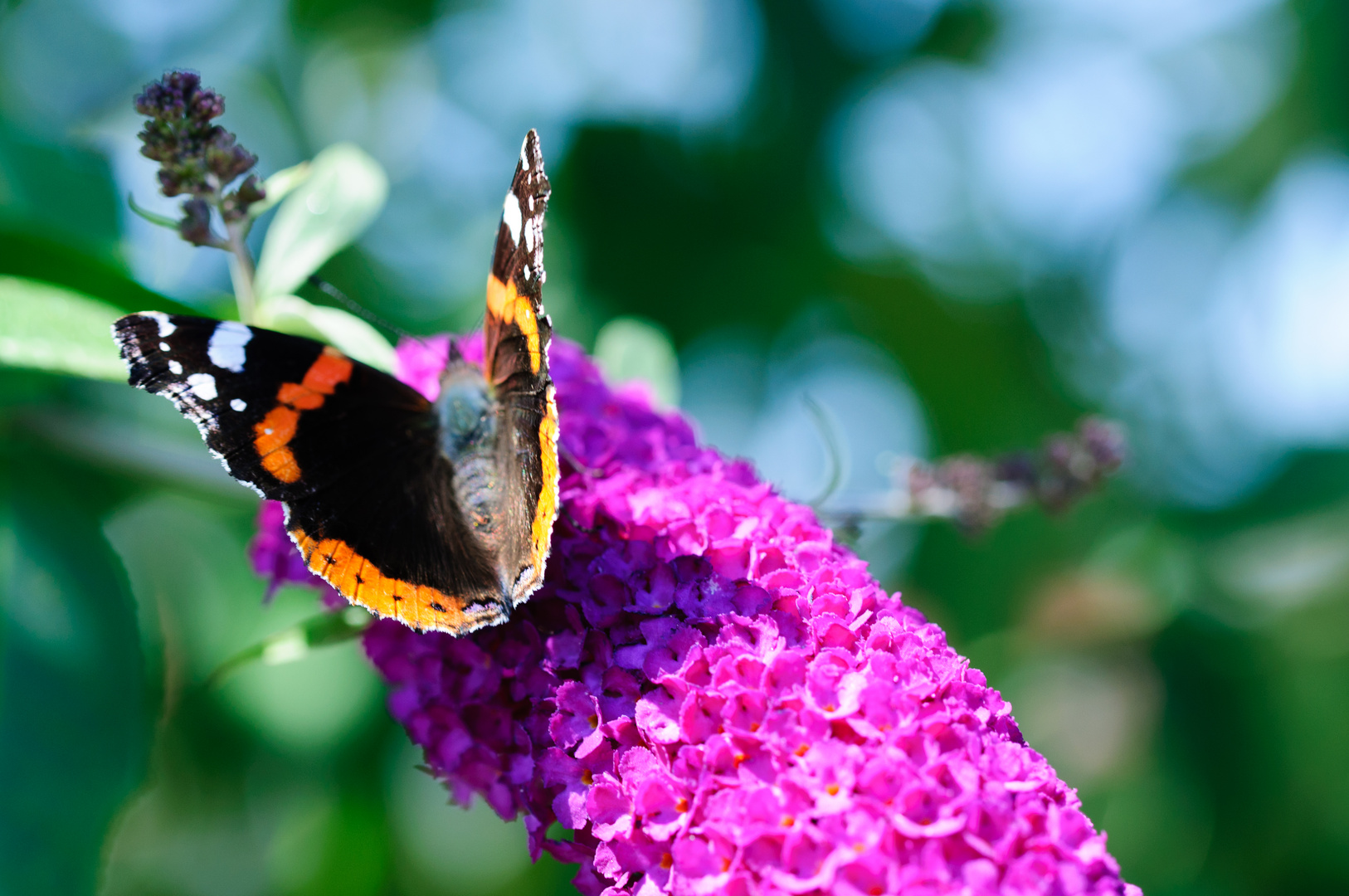 Admiral auf Sommerflieder