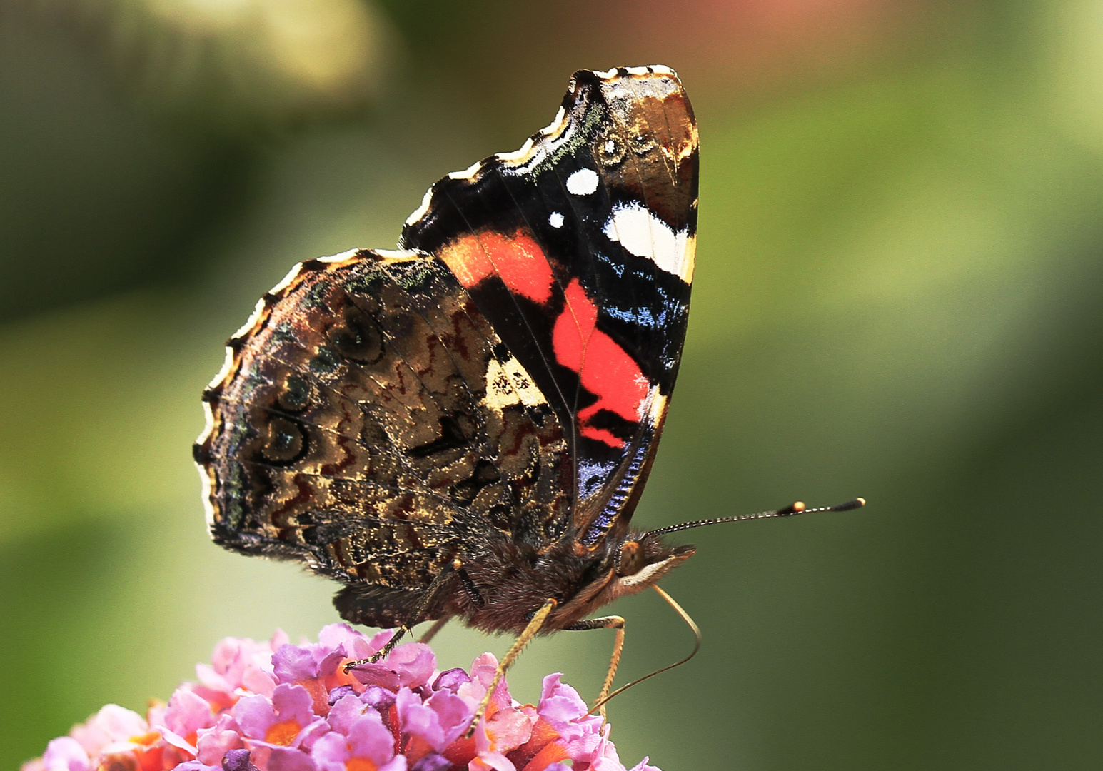 Admiral auf Sommerflieder