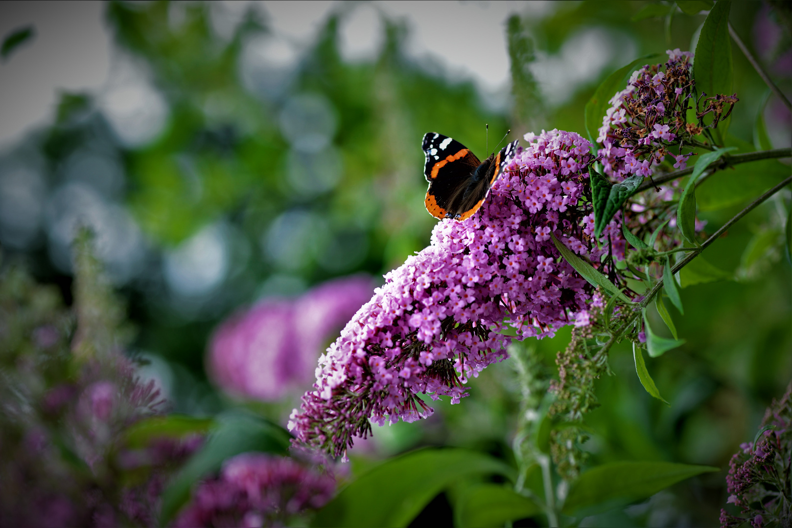 Admiral auf Sommerflieder