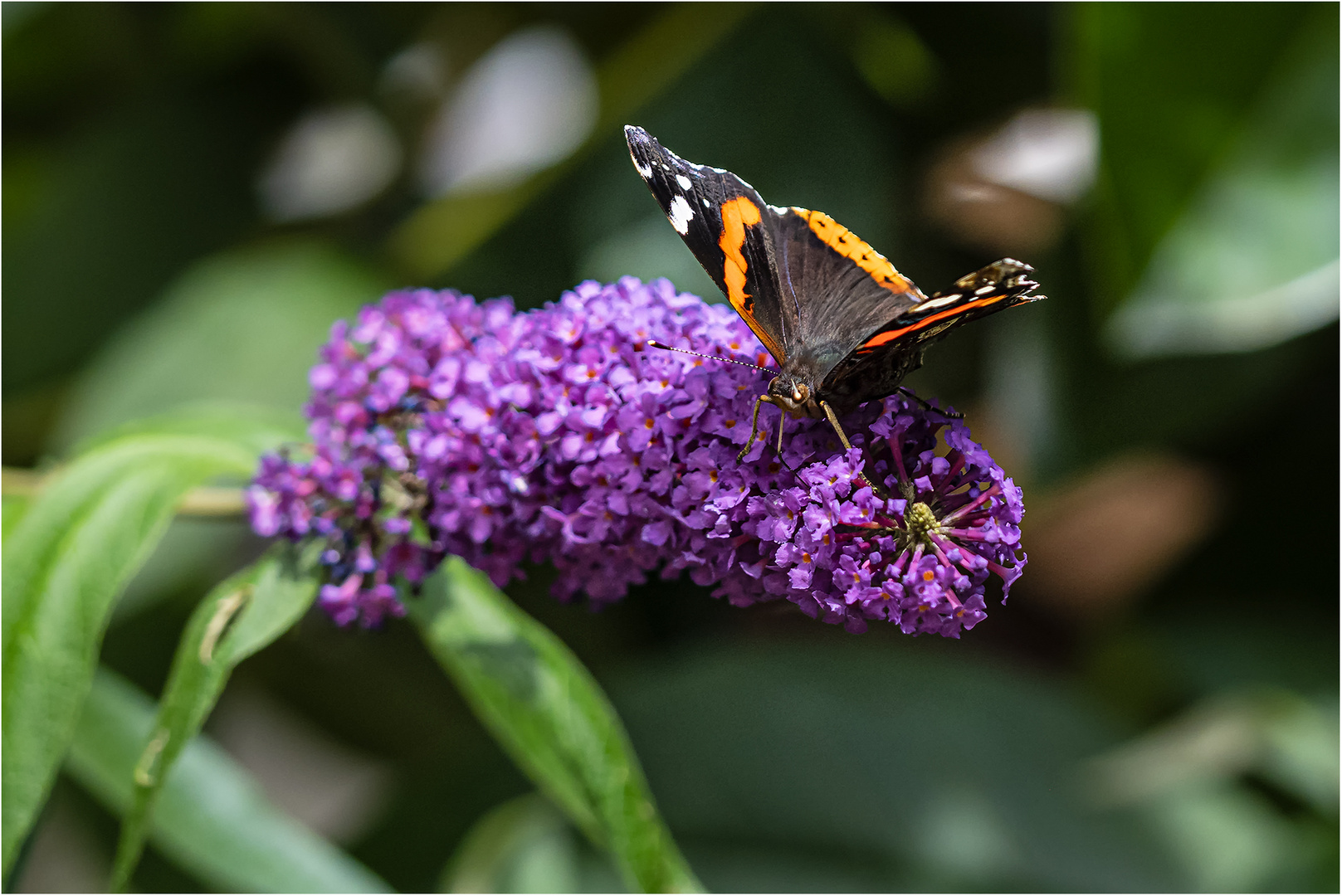 Admiral auf Sommerflieder