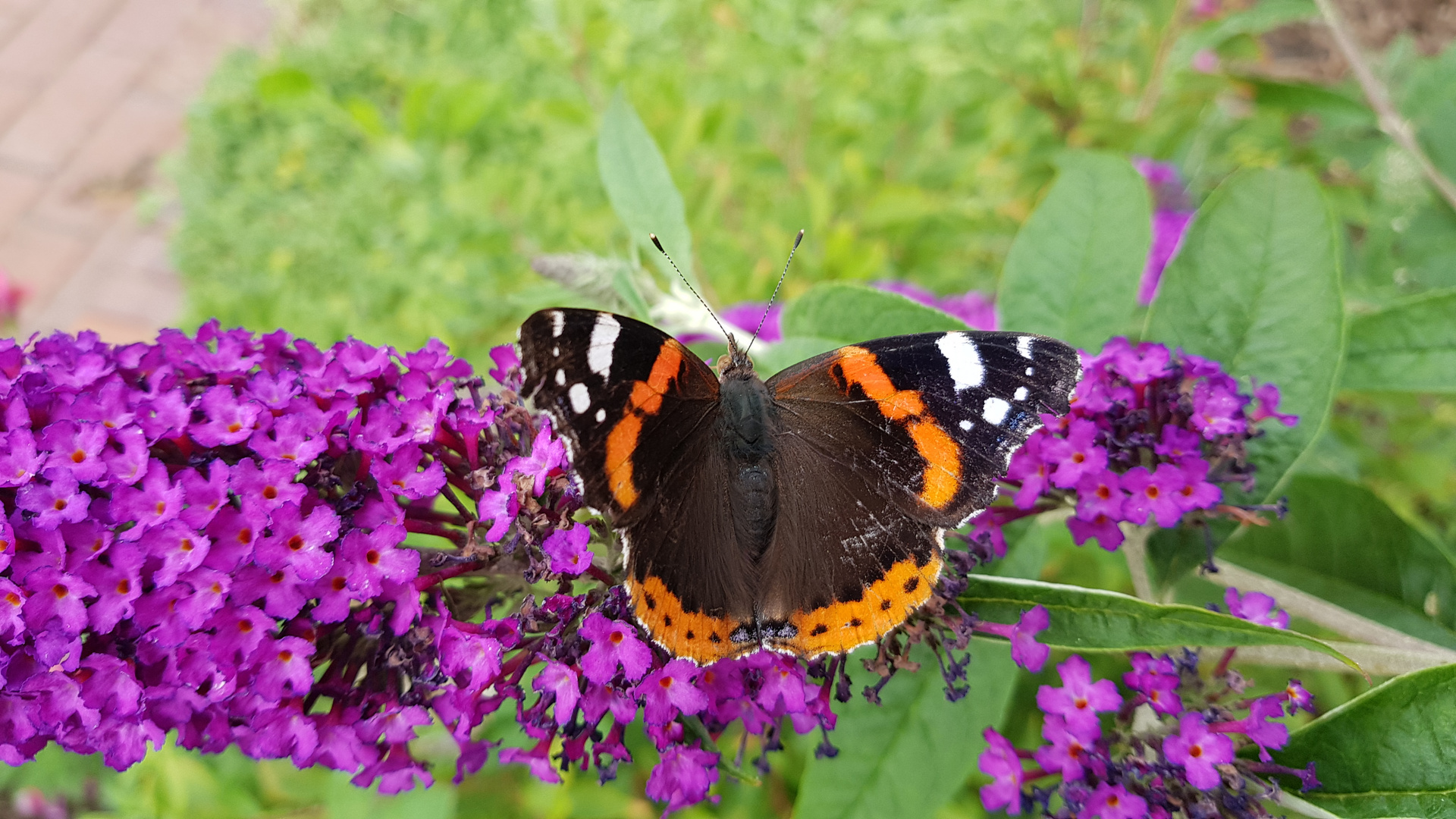 Admiral auf Sommerflieder