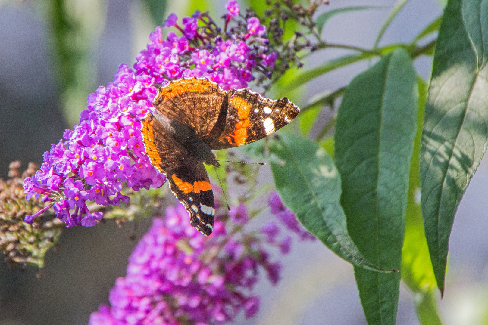 Admiral auf Sommerflieder