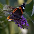 Admiral auf Sommerflieder (Vanessa atalanta)