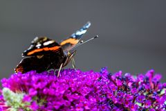 Admiral