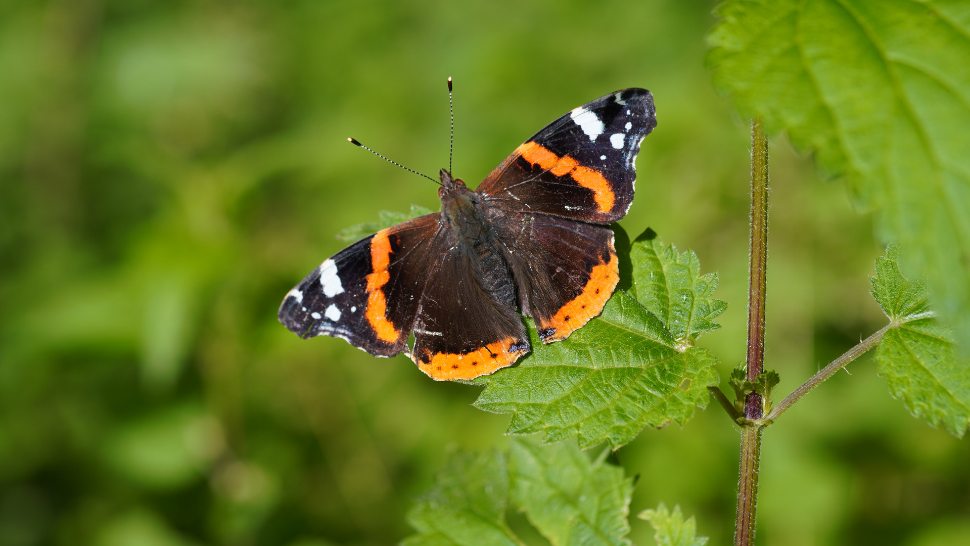 Admiral Foto & Bild tiere, natur Bilder auf