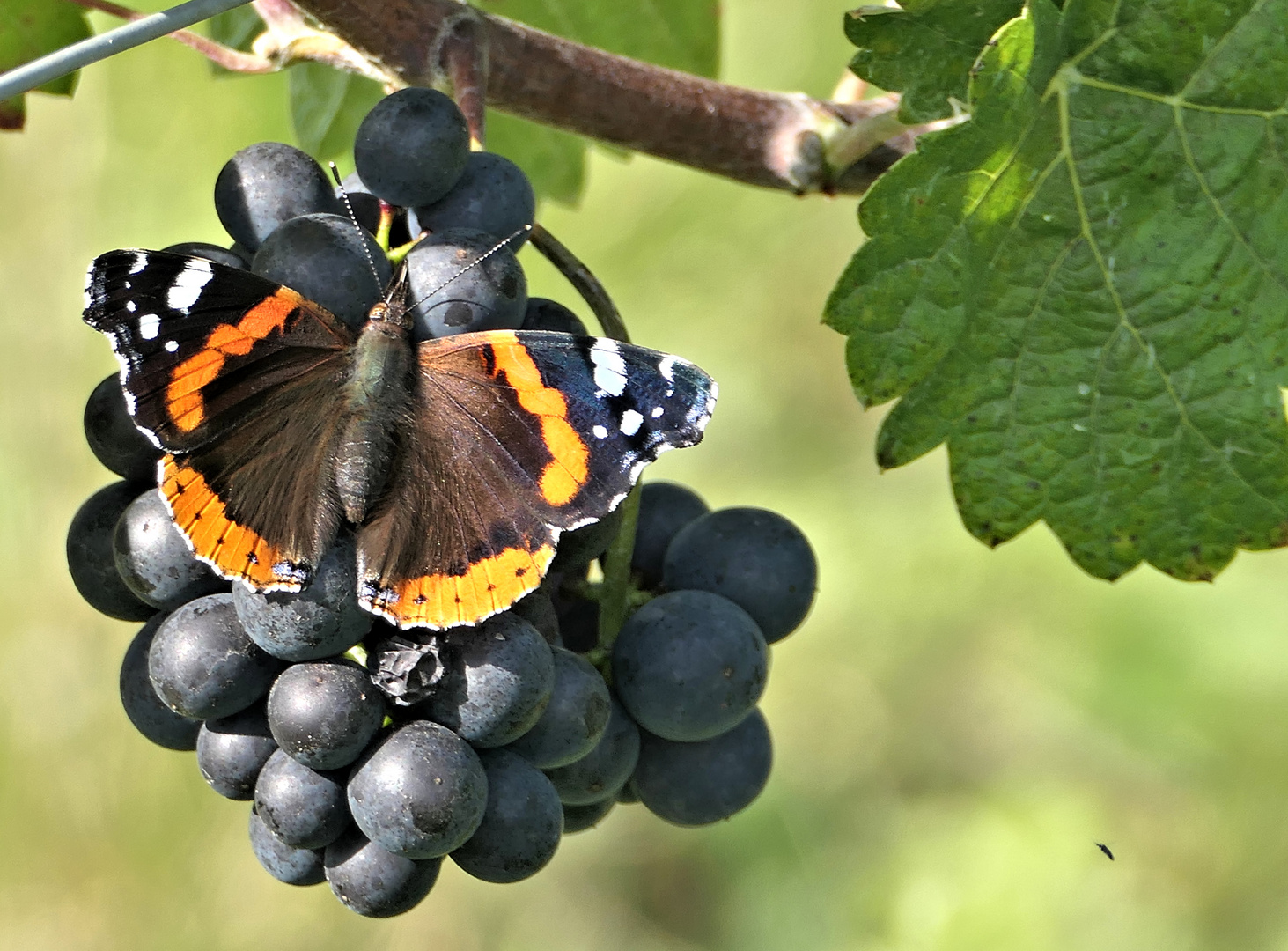 Admiral bei der Weinlese ,