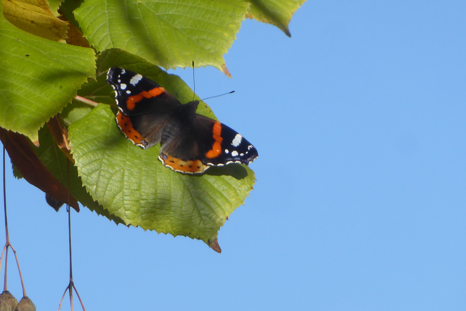 Admiral beim Sonnenbad