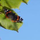 Admiral beim Sonnenbad