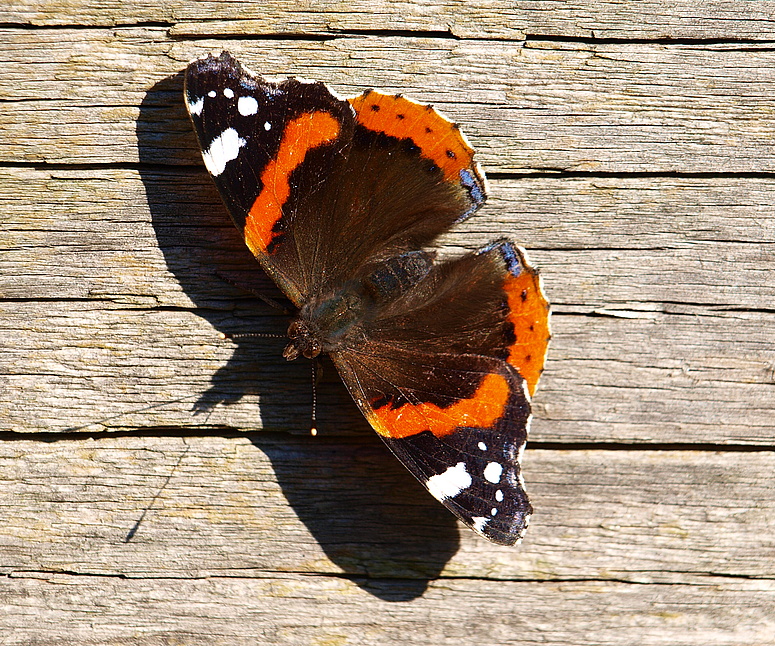 Admiral beim Sonnenbad