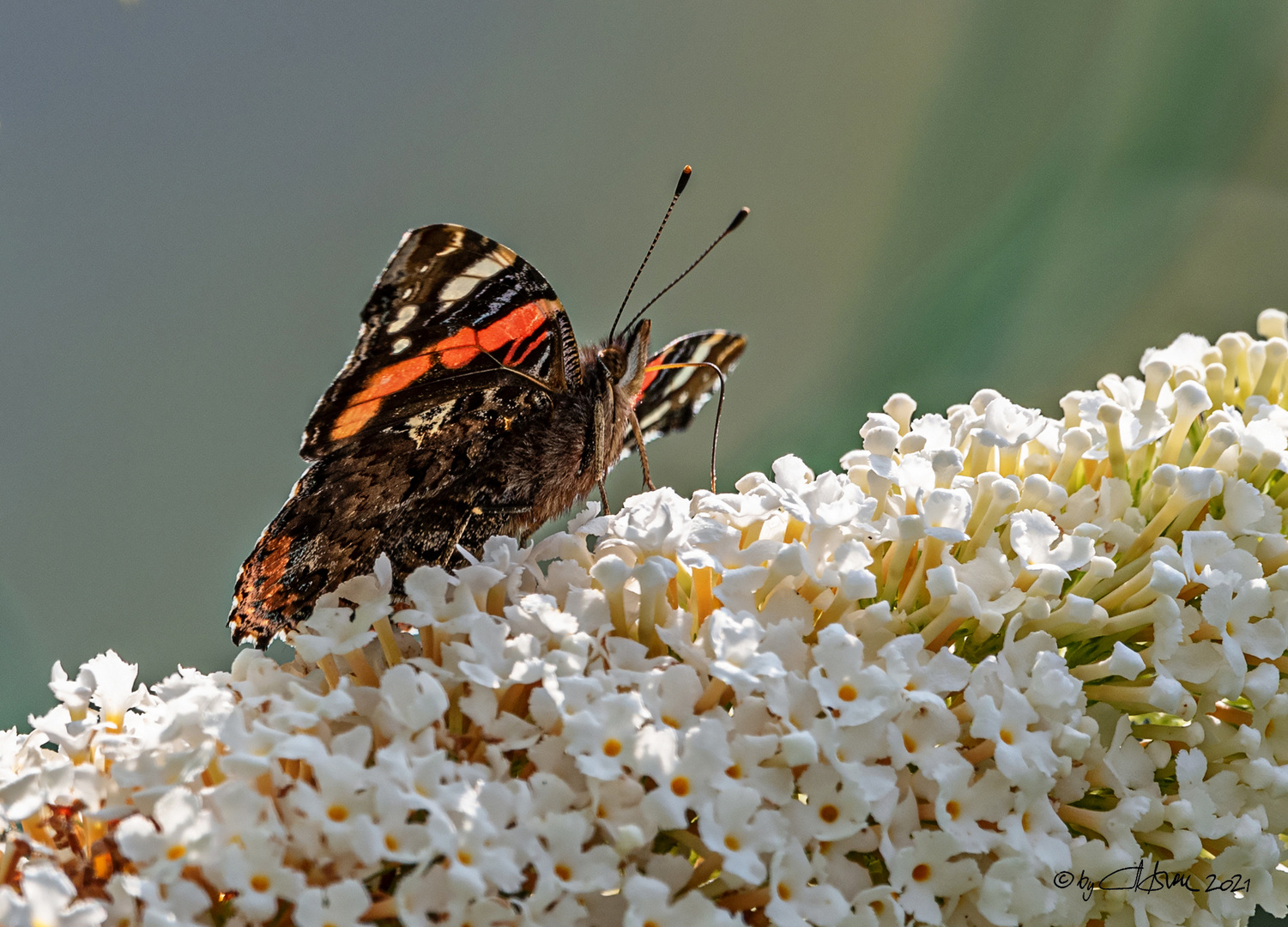 Admiral beim Sonnenschlemmerbad