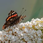 Admiral beim Sonnenschlemmerbad