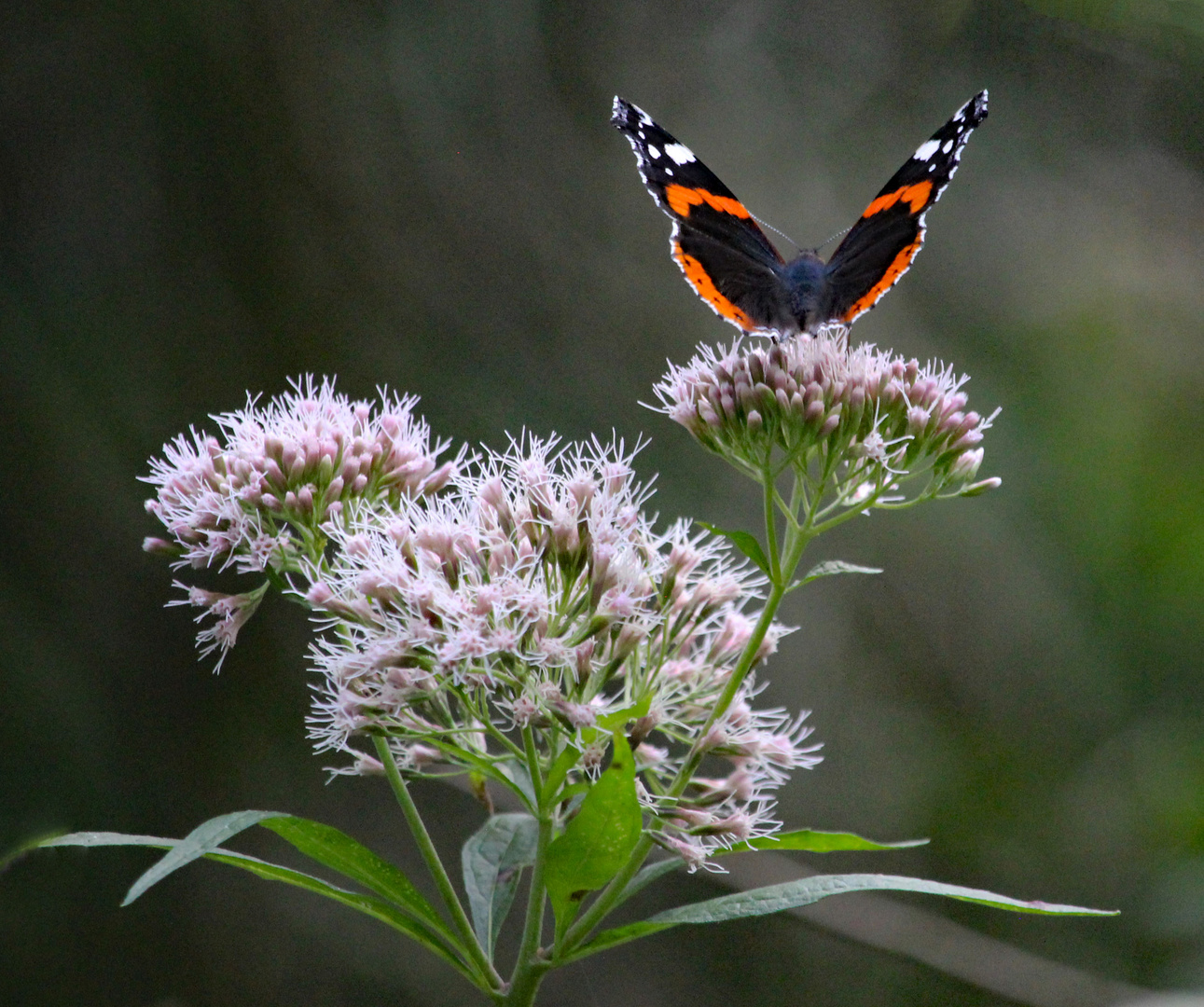 Admiral besucht Blüte