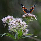 Admiral besucht Blüte