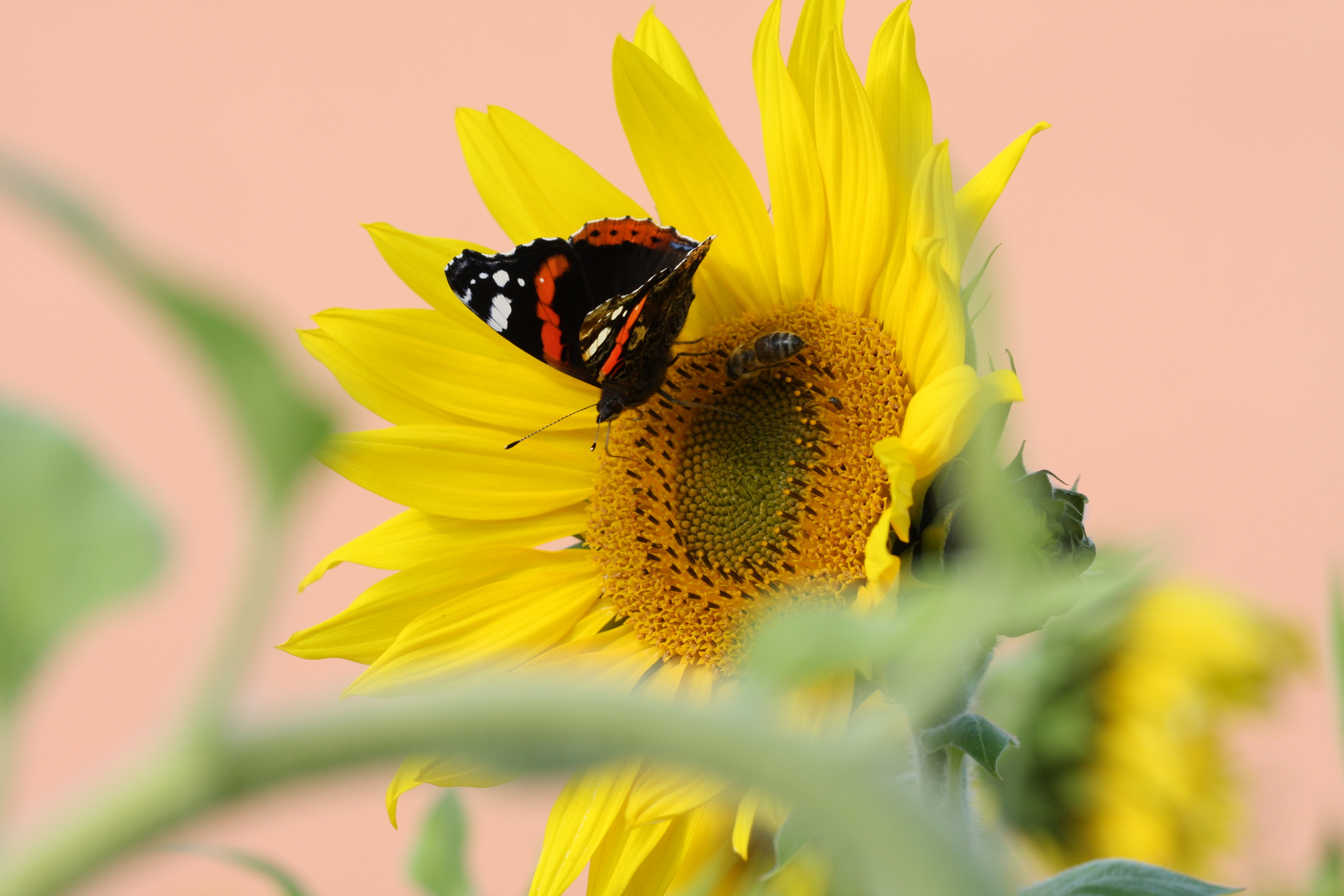 Admiral, Biene, Käfer, Sonnenblume (2)