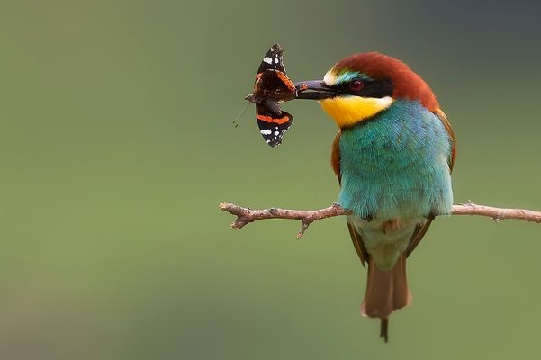 Admiral Bienenfresser