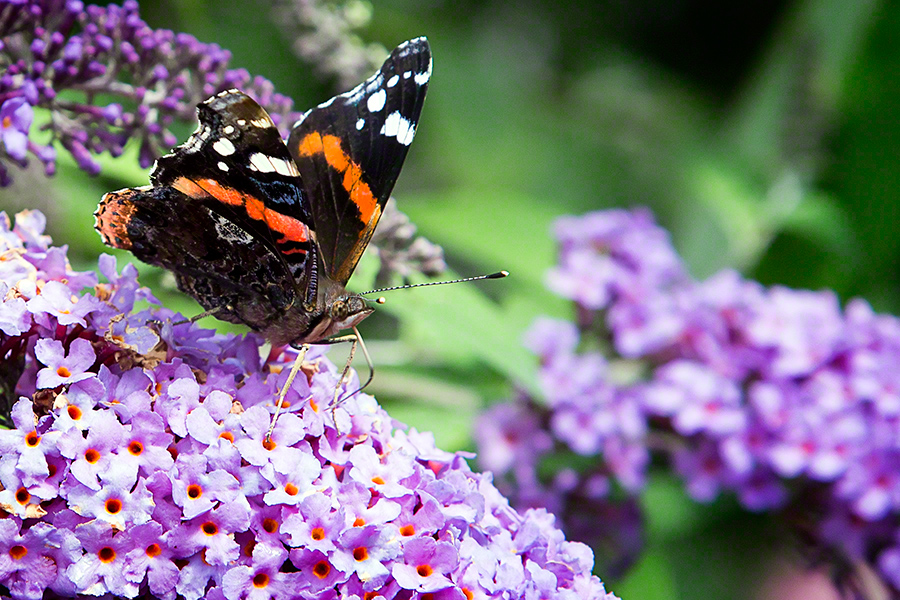 Admiral Butterfly