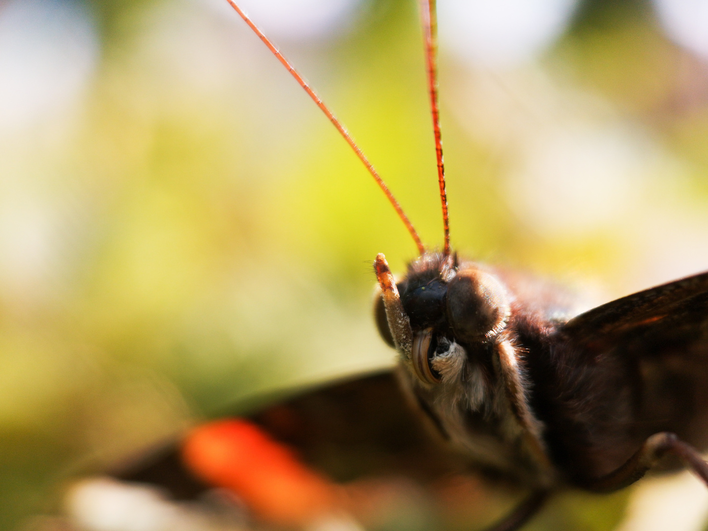 Admiral-Closeup