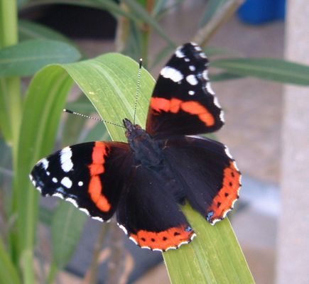 Admiral - der weitgereiste