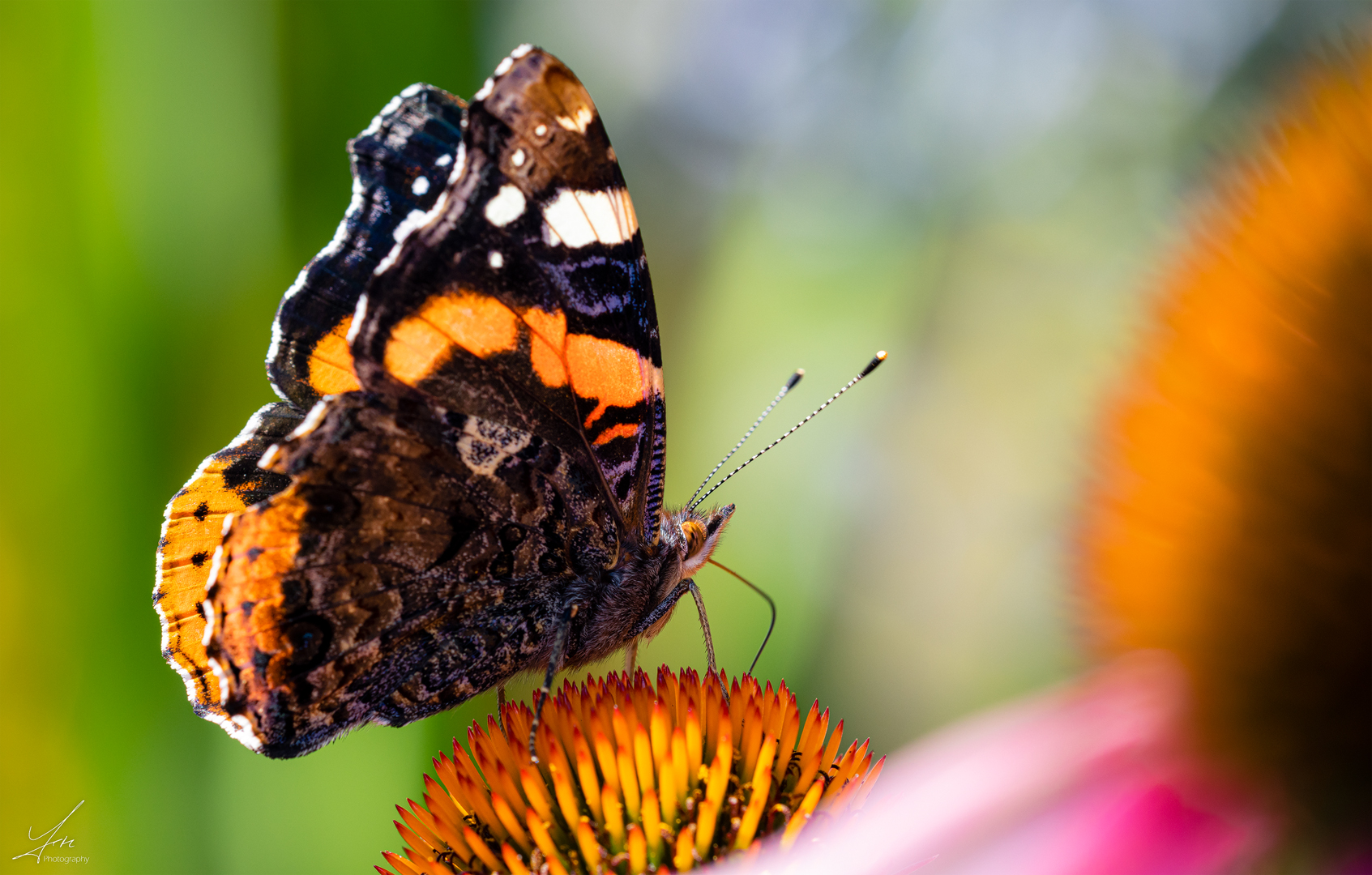 Admiral Foto & Bild nah & makro, tiere, wildlife Bilder auf