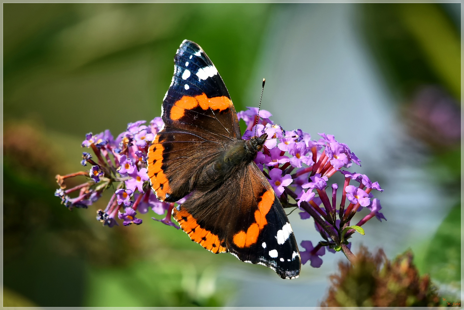Admiral Foto & Bild natur, essen, nrw Bilder auf