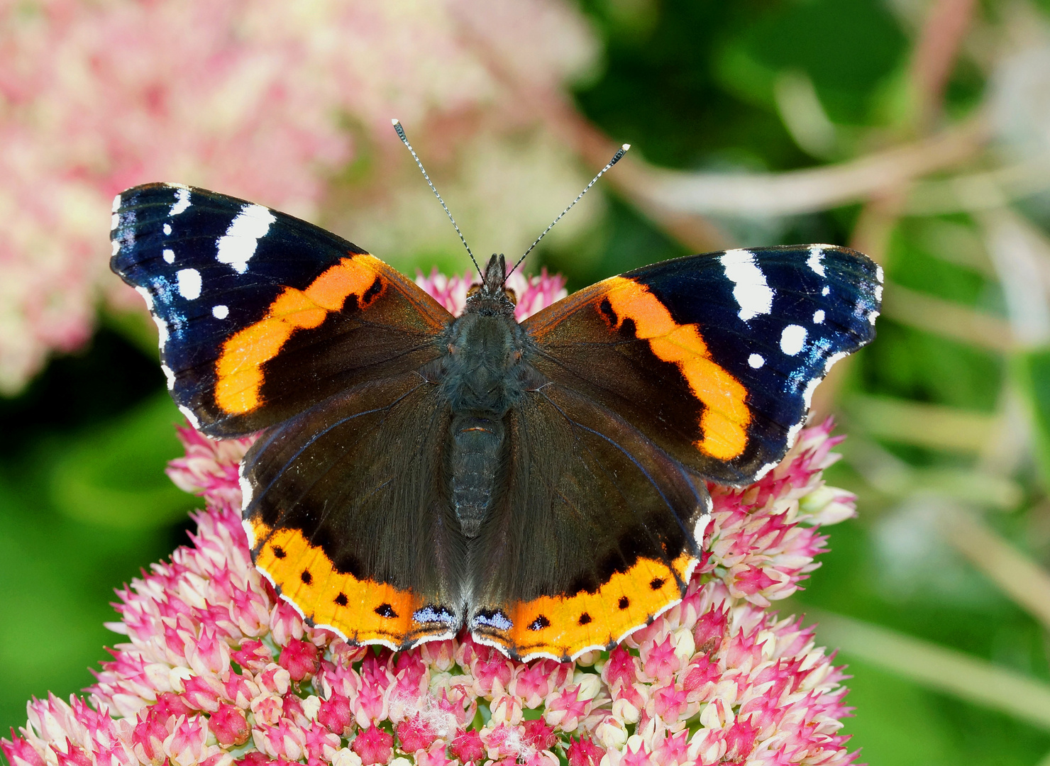 Schmetterling Admiral Bild: The Ultimate Guide to Captivating Butterfly Art