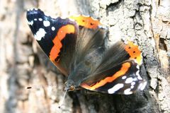 Admiral, Fotograf nähert sich Backbord