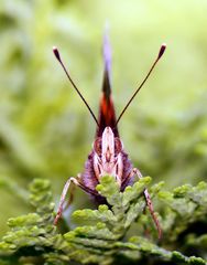 Admiral Frontal