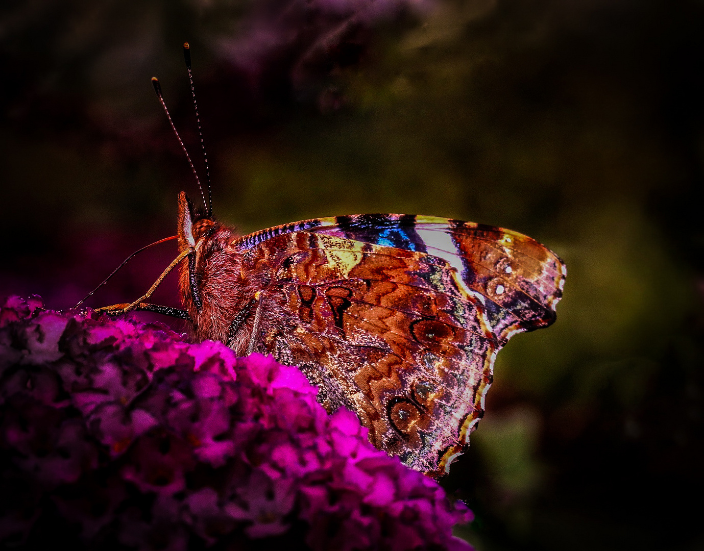 Admiral im Abendlicht