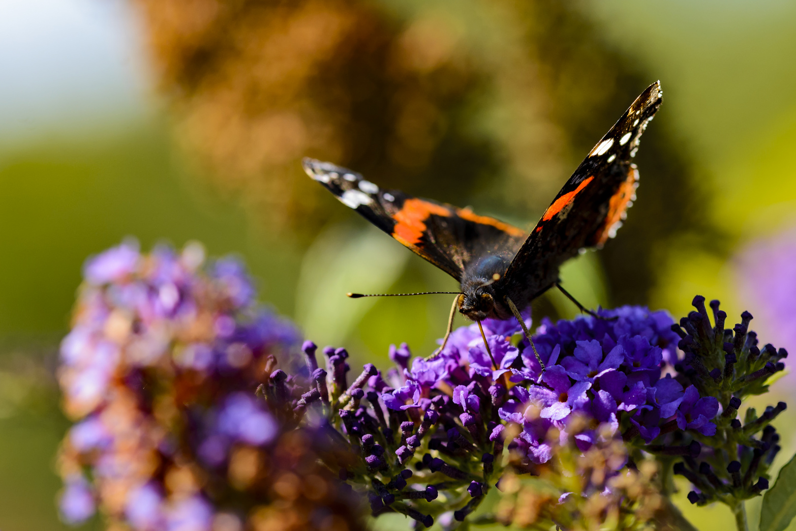 Admiral im Botanischen Garten