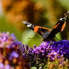 Admiral im Botanischen Garten