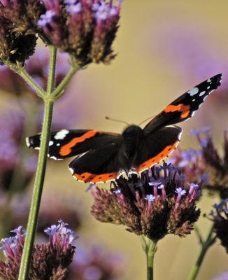 Admiral im Eisenkraut