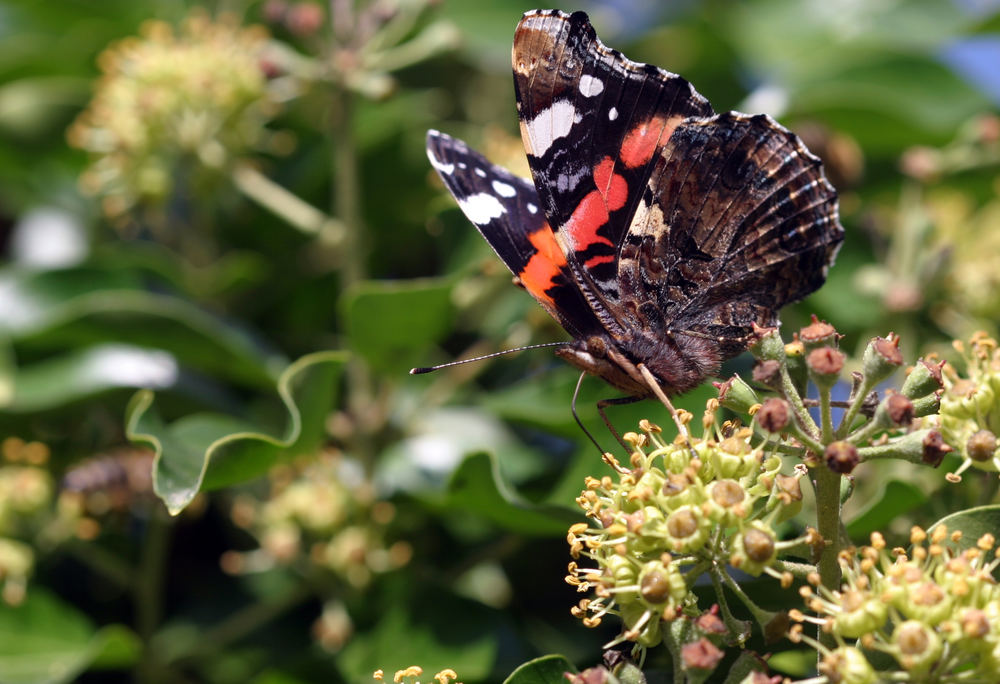 Admiral im Herbst