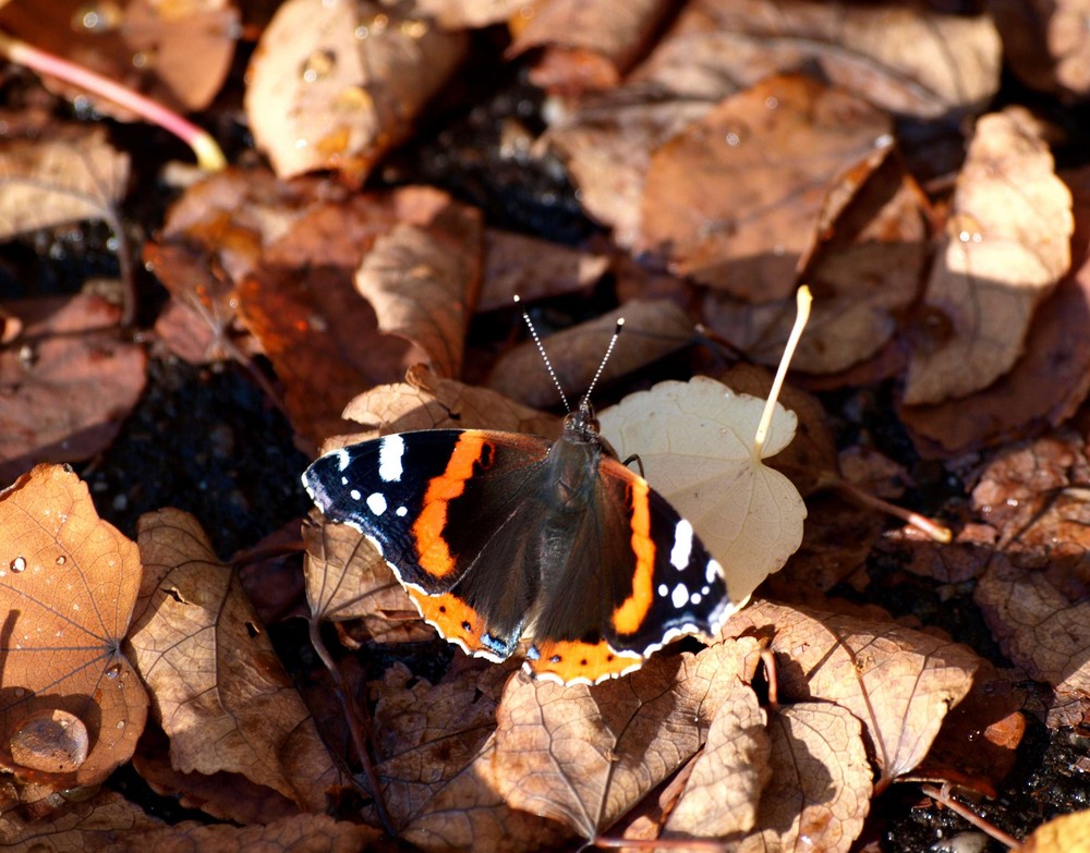 Admiral im Herbst