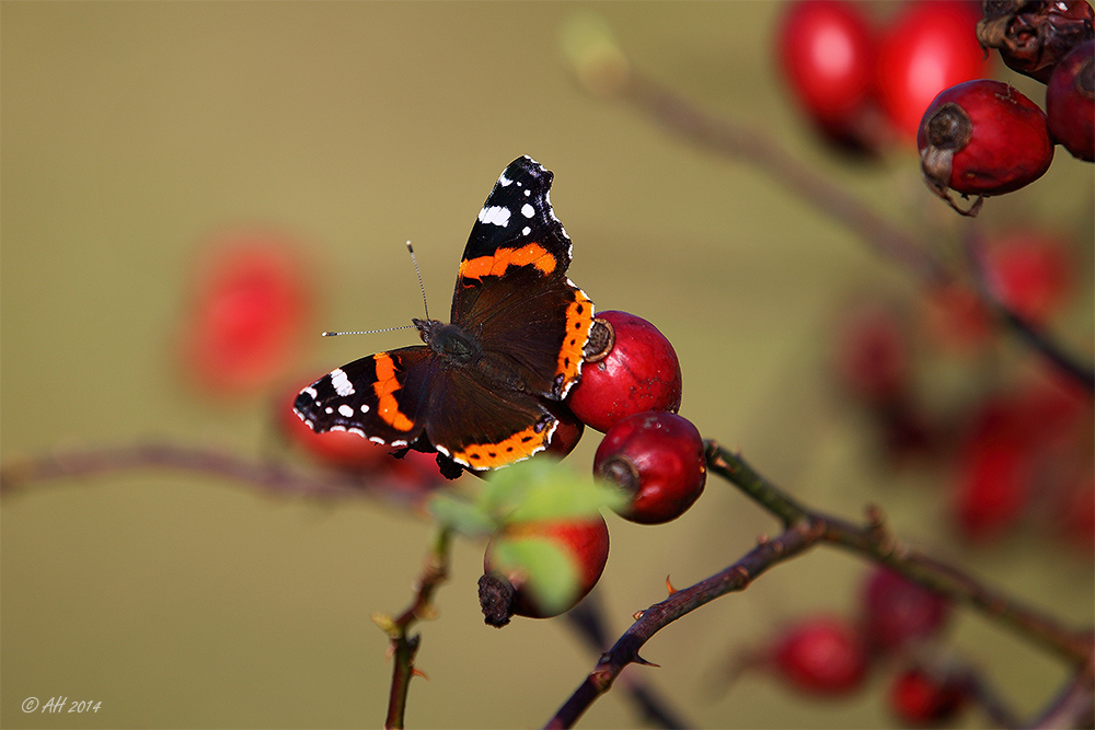 Admiral im Herbst