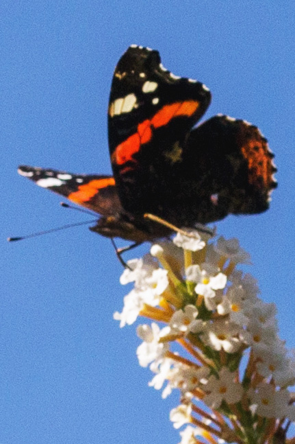 Admiral im September auf Sommerflieder