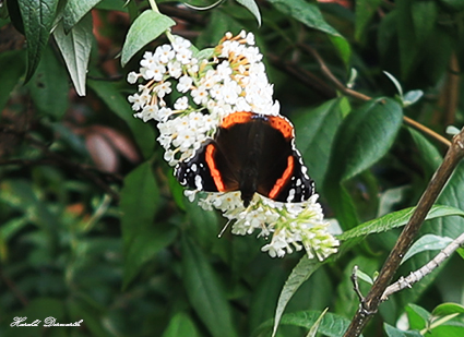 Admiral im Sommerflieder 